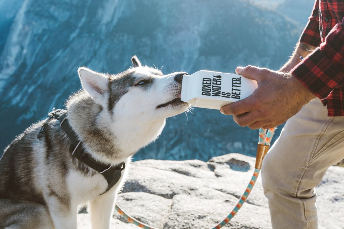 Photo by Boxed Water Is Better on Unsplash